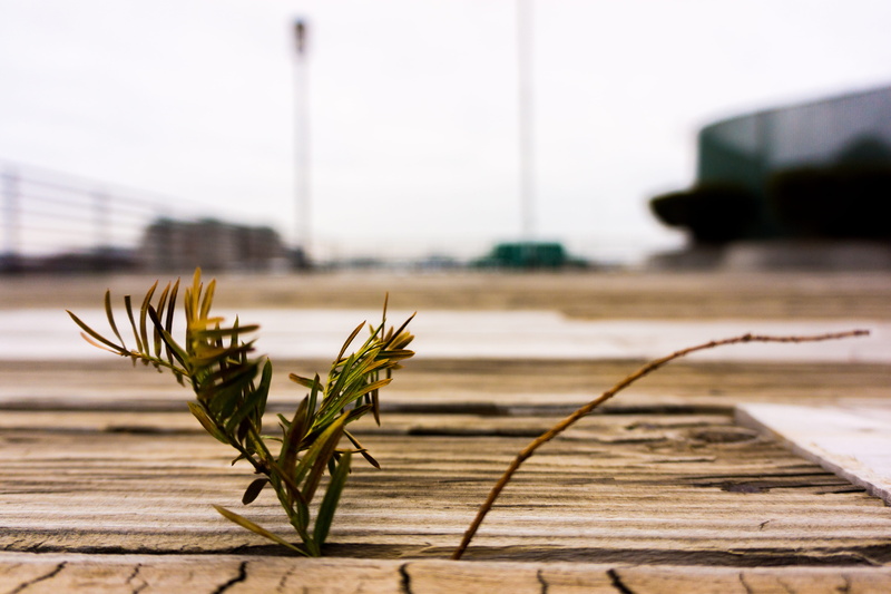 day, close-up, city, green color, focus on foreground, harbor, boston, seaweed, architecture, burroughs wharf, water, united states, stem, plant, wharf