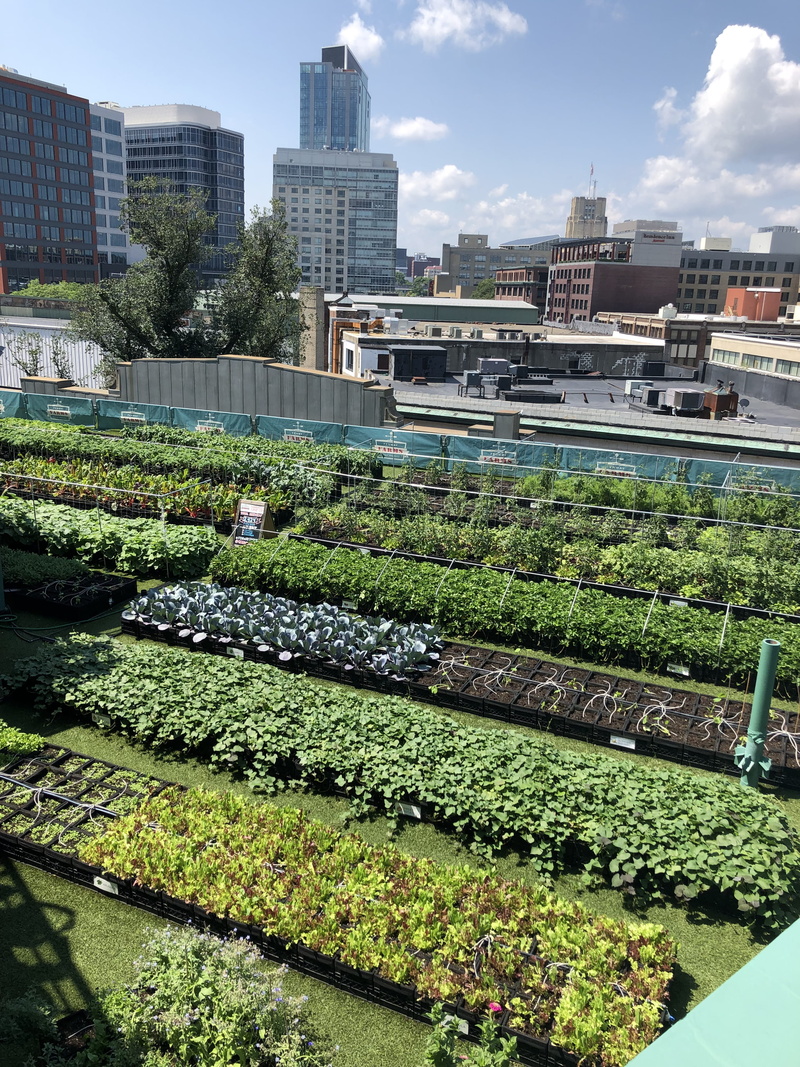 office building exterior, architecture, plant, built structure, building exterior, day, rail transportation, no people, growth, gardening, 4K, sky, fenway/kenmore