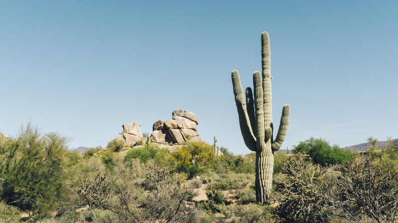 nature, climate, growth, ecosystem, the boulders, land, clear sky, tranquility, non-urban scene, day, cactus, united states, rock, hike, bush, no people