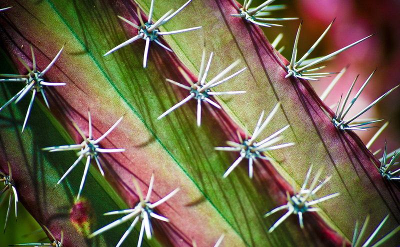 flower head, Arizona, backgrounds, outdoors, beauty in nature, green color, pattern, succulent plant, day, growth, full frame, Plant, 4K, spiked, Macro