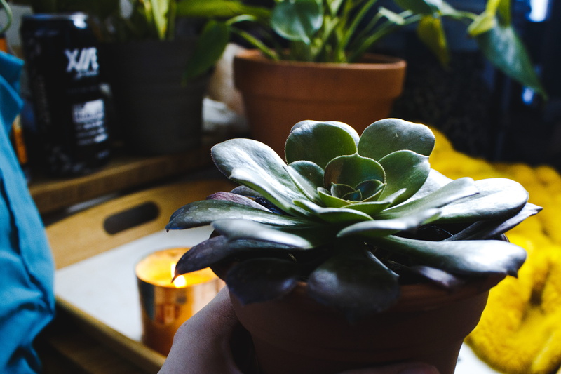 workspace, contrast, flower pot, plant, cacti, succulent, finger, plantkeeper, candle, hand, human hand, lifestyles, freshness, greenery, space, food, midsection