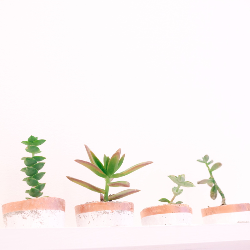 no people, stocks, rose gold, beauty in nature, white background, growth, 2K, pink, leaf, greens, girly, plant, scottsdale, arizona, wall - building feature