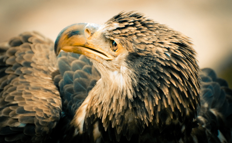 Birds, bald, animal body part, close-up, day, eagle - bird, animal themes, 4K, old, black, Animals, white, one animal, aggression, Bird, animal, vertebrate