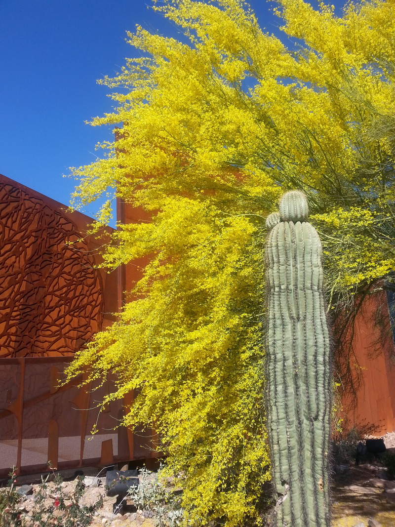 growth, ironwood, green color, building exterior, plant, change, day, tree, desert, rust, arizona, built structure, no people, cactus, house, 2K, outdoors