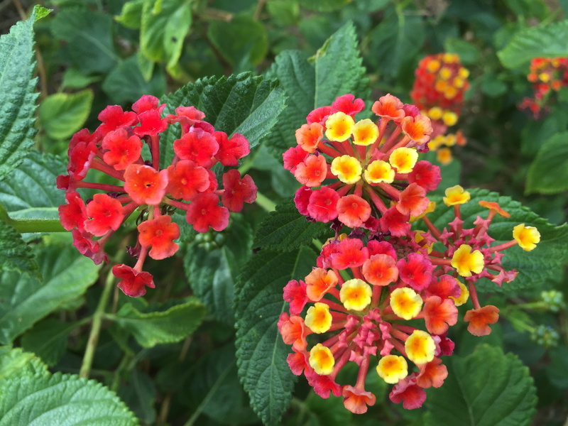 inflorescence, lantana, arizona desert, park - man made space, american, nature, green color, growth, blossom, freshness, 2K, botanical, no people, tropical flowers