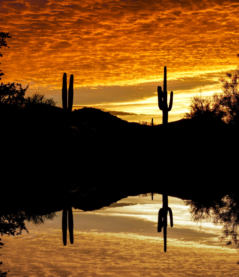 water, sunset, nature, outdoors, lifestyles, tranquil scene, tree, arms raised, lost dog trail, land, silhouette, men, arizona, scottsdale, sunrise, non-urban scene
