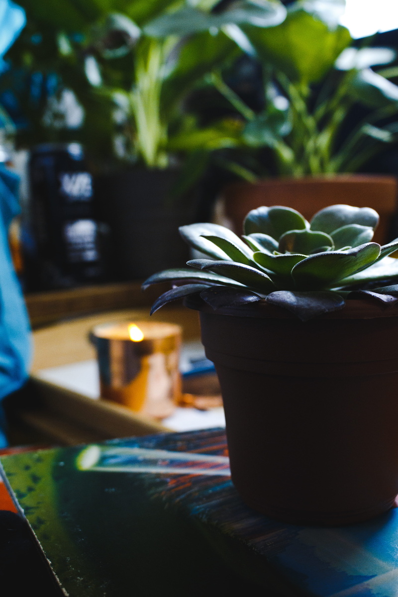 maker, nature, dark, table, creative, cactus, cacti, still life, green, petal, food, potted plant, leaves, decoration, no people, makers, united states