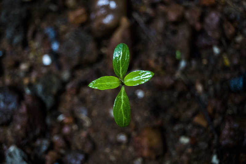plant part, new life, 5K, Micro, growth, Plant, nature, botany, growing, Ecology, tiny, day, leaf, green, no people, outdoors, freshness, water, close-up