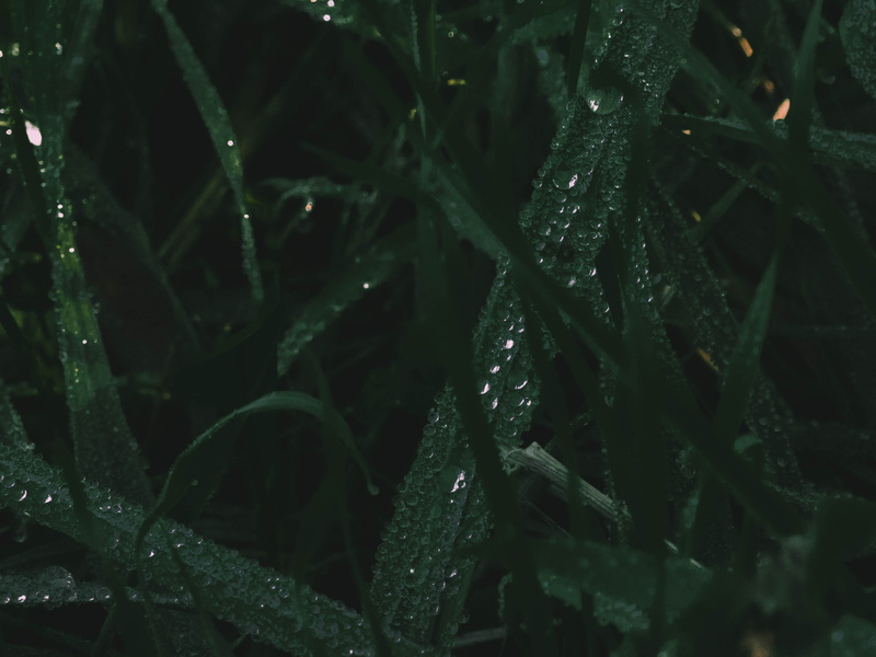 black, outdoors, dew, rainy season, wet, green color, drops, dark, tiny, rain, blacks, leaf, raindrops, full frame, macro, purity, plant part, green, day