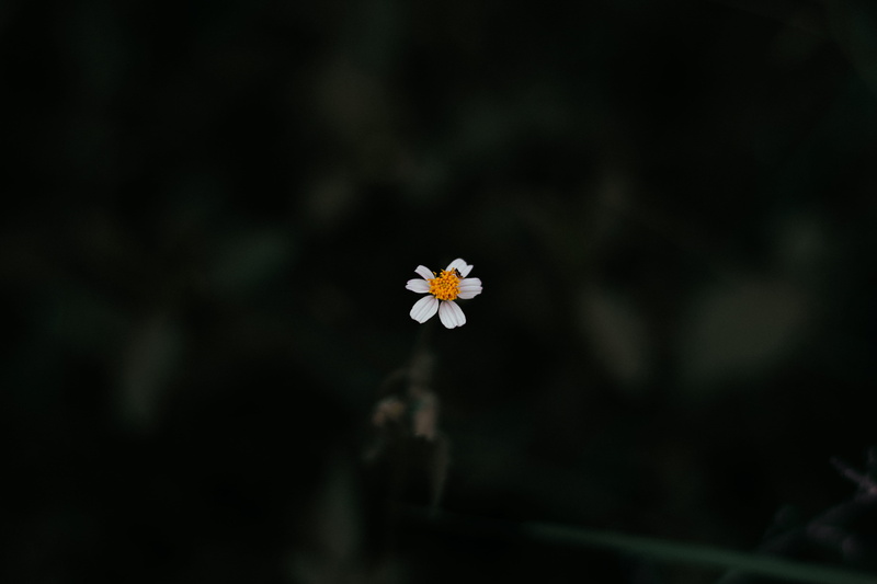 day, yellow, plants, freshness, 5K, no people, white flower, tiny, plant, blossom, beauty in nature, petals, fragility, flora, flower, environment, selective focus