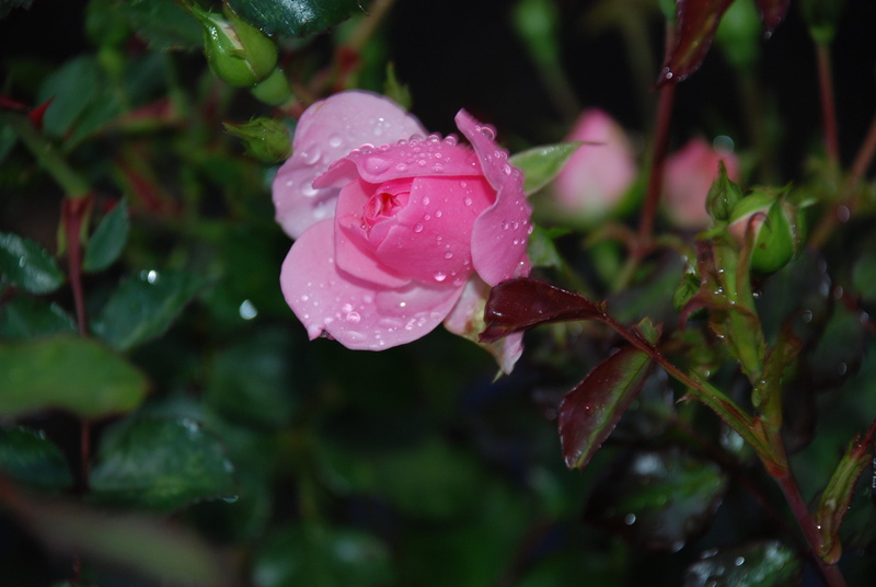 shoots, tiny, petal, nature, softness, gardens, water, small, leafy, plant, rose - flower, delicate, soft, opening, blooming, droplets, rainy, flowering plant
