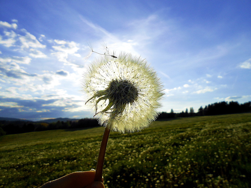 plants, fragility, land, blue, dandelion seed, tiny, 4K, dandelions, freshness, flower, cloud - Sky, white, person, single Flower, Light, Sun, flower head