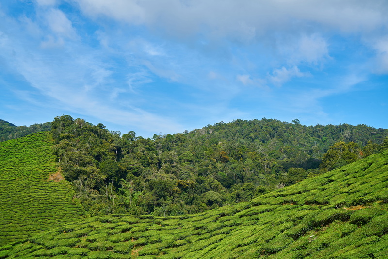 tea crop, Nature, sunny, outdoors, no people, malaysia, tree, beautiful, agriculture, rural scene, green, crop, environment, Plant, background, the tea plantations