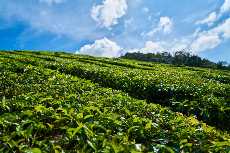 field, rural scene, sky, green color, clear, mountain, plant, agriculture, beauty in nature, no people, Plant, plants, leaves, day, rural, environmental
