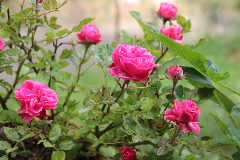 nature, petal, springtime, day, outdoors, flower, plant, 5K, growth, fragility, focus on foreground, roses, flowering plant, freshness, flower head, rose