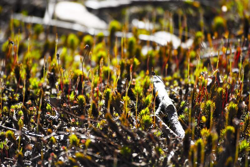 plants, no people, selective focus, animal, nature, québec, macro, photo, photography, grass, animal wildlife, animals in the wild, outdoors, closeup, wild