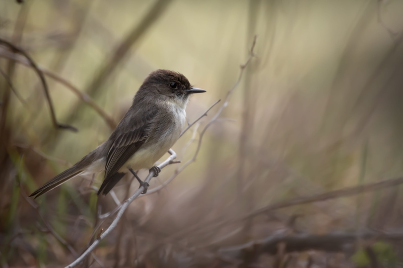 eastern phoebe, sparrow, perched, wren, canada, animal wildlife, focus on foreground, branch, twig, animal, nature, bird, animal themes, finch, small, land