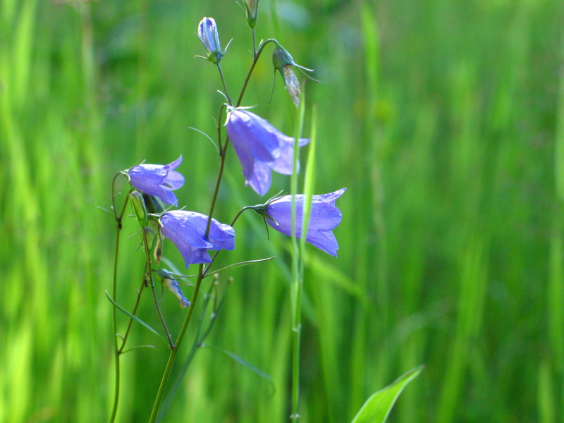 fragility, grass, green color, polyana, flowers wildflowers, flower, plant stem, growth, vulnerability, the petals, the delicacy, tiny flowers, 2K, purple