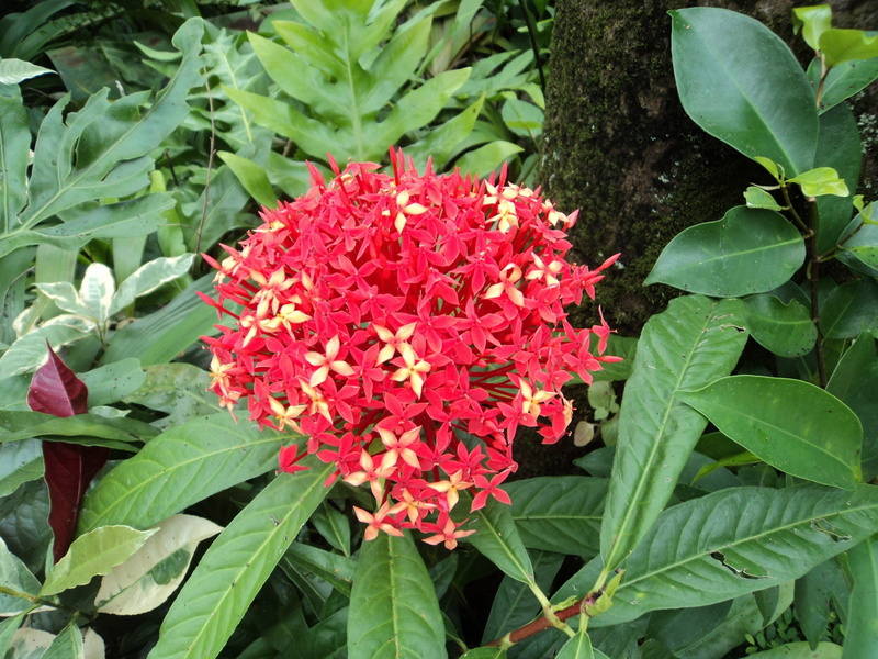 high angle view, day, growth, leaves, 1080P, petal, long leaves, flowering plant, bunch of flowers, nature, red flower, plant, vulnerability, park, tiny flower