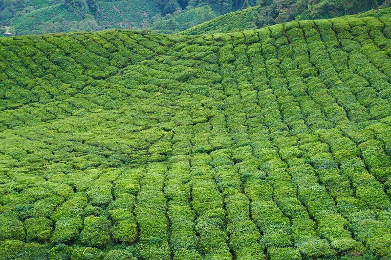 landscape, leaves, background, horizontal, environmental, environment, scenics - nature, outdoors, plant, grass, sky, tranquil scene, tea plants, trees
