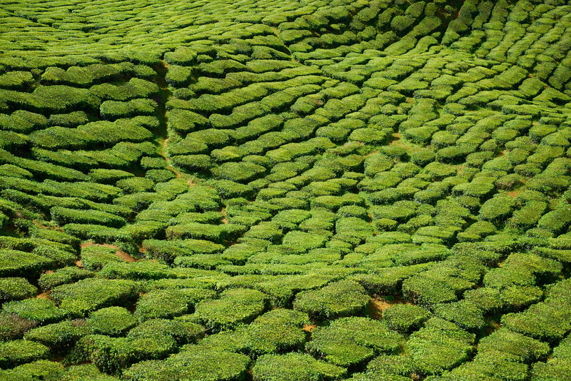 outdoors, foliage, grass, the tea plantations, green, nature, plantation, tea plants, mountain, scenics - nature, texture, land, 5K, lush foliage, landscape