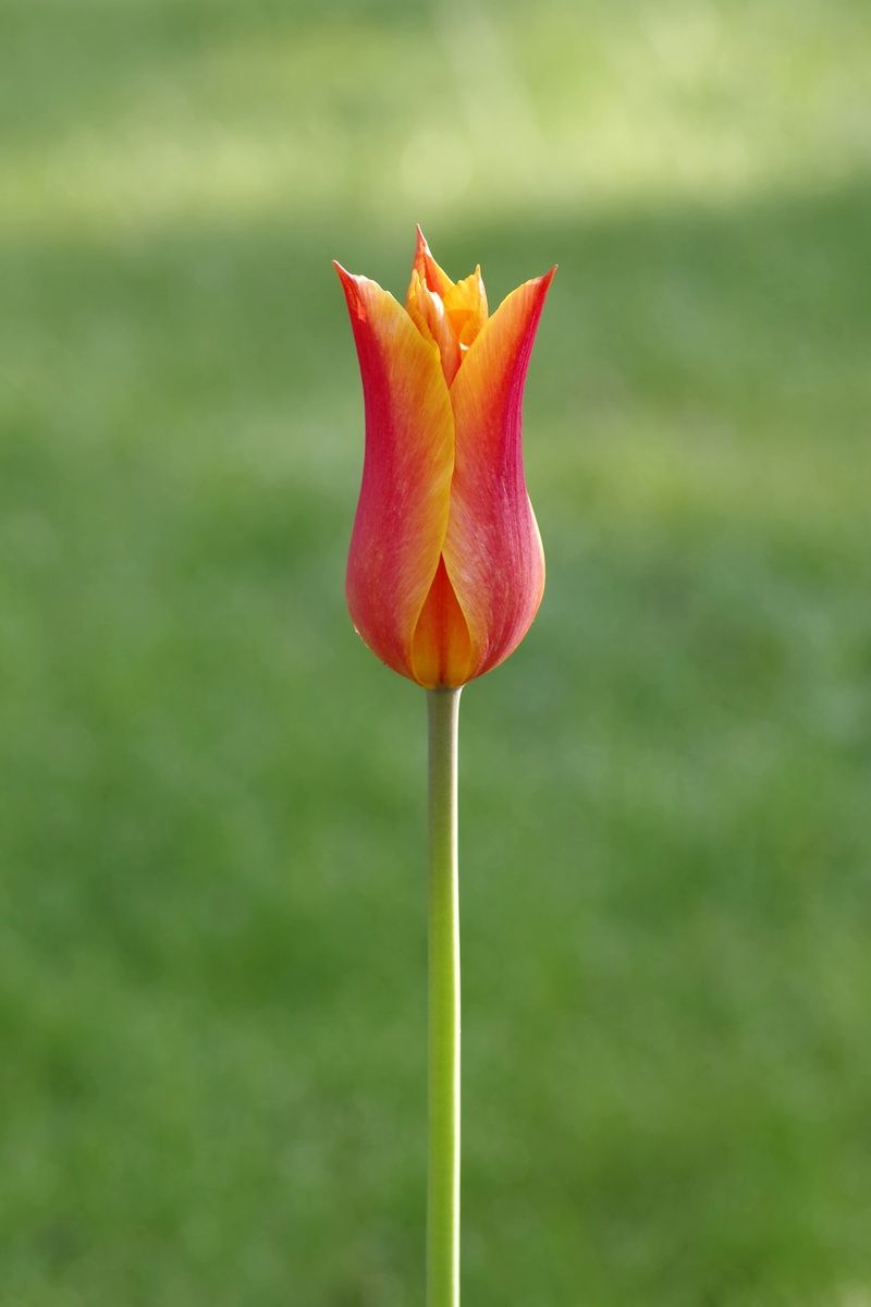 grass, focus on foreground, day, nature, plant stem, tiny, meadow, park, 4K, freshness, inflorescence, tulip, blooming, single, the sun, orange, the petals