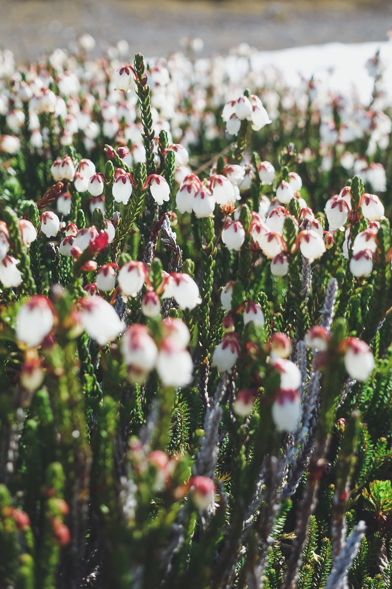 plant, bloom, flowering plant, bush, no people, sunlight, outdoors, green, close-up, day, flower, fragility, nature, spring, land, united states, inflorescence