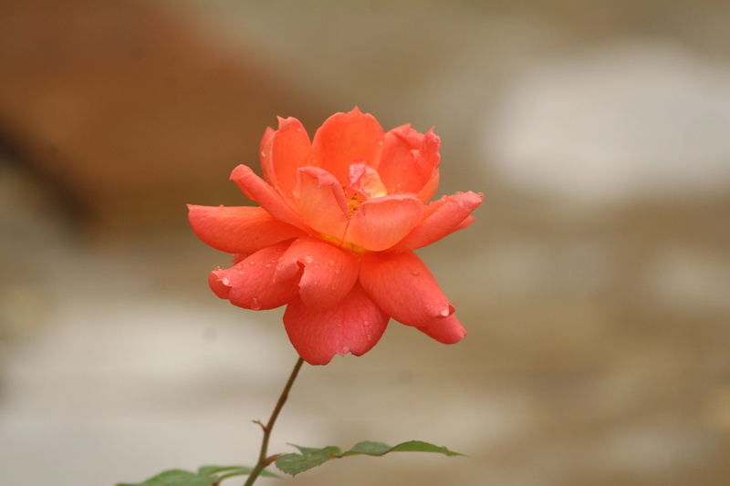 beauty in nature, leaf, stem, green, natural, colorful, botany, day, bloom, plant, outdoors, bright, holiday, romantic, blossom, garden, environment, flower