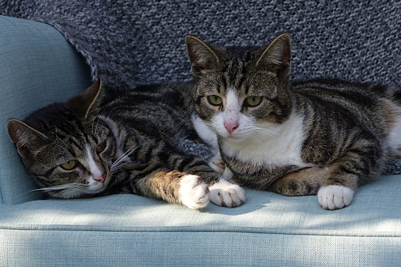 brothers and sisters, indoors, animal, whisker, attention, young, vertebrate, rest, mammal, feline, snuggle, one animal, sofa, domestic animals, lying