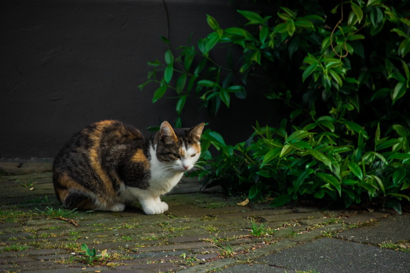 shrubs, no people, plant, animal themes, land, animals, cat, one animal, 5K, felis, animal, domestic animals, vertebrate, plants, feline, full length