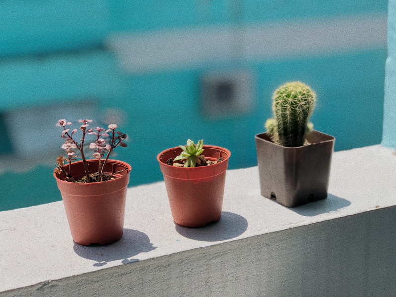 green color, beauty in nature, houseplant, catus, spiked, succulent plant, close-up, no people, thorn, 4K, nature, flower pot, focus on foreground, cactus