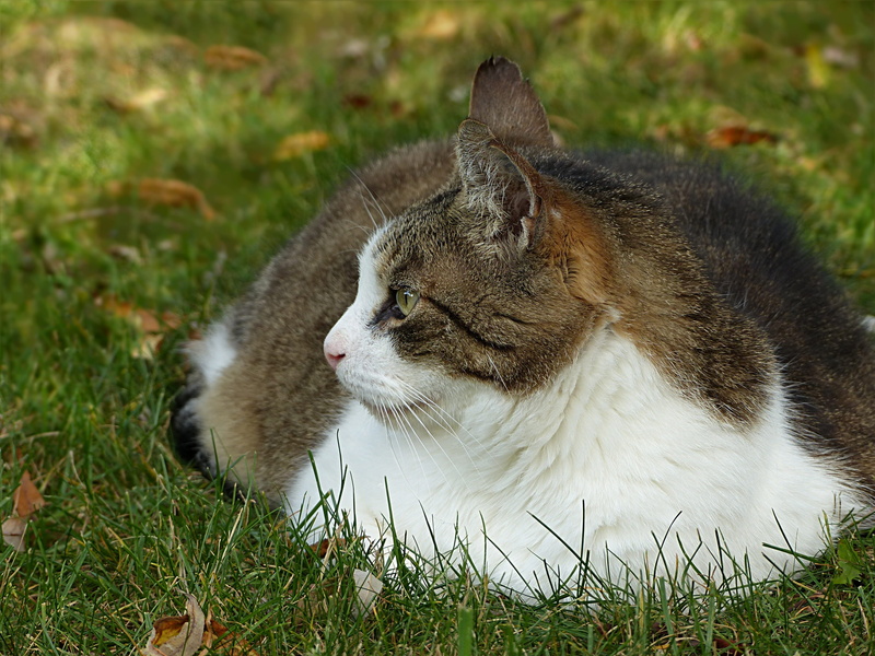 animal, closeup, whisker, plant, no people, feline, domestic, photo, relaxation, cat, felis silvestris catus, field, furred, one animal, lying, domestic animals