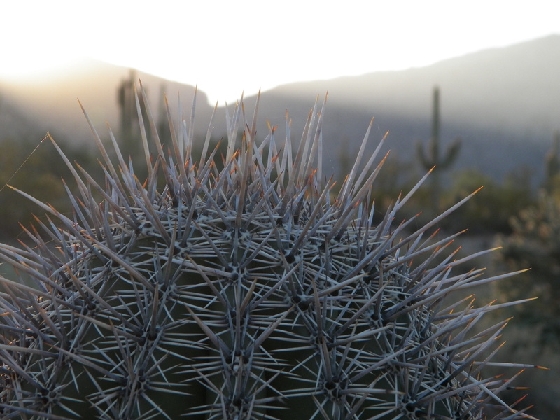 arid climate, nature, clear sky, succulent plant, land, growth, outdoors, Desert, beauty in nature, Cati, cactus, field, mountain, Catus, plant, barrel cactus