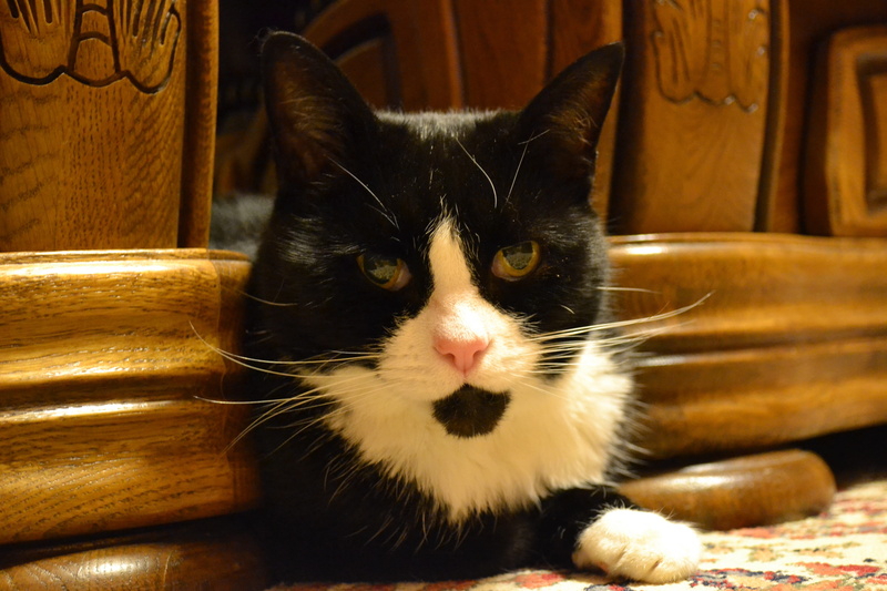 watching, close-up, Black And White, animal, Cat, no people, pets, domestic, fur, relaxation, hiding, whisker, portrait, feline, pet, animal themes, animal head
