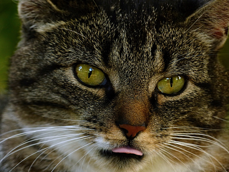 brown, mammal, tongue, domestic, closeup, looking at camera, whisker, tabby, body part, animal eye, pets, no people, one animal, animal, close-up, domestic animals