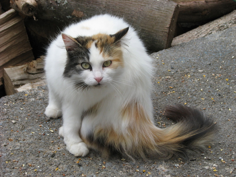 maine coon cat, Domestic Cat, pets, sitting, moneymore, felis, vertebrate, relaxation, portrait, cat, feline, hair, looking at camera, one animal, animal themes