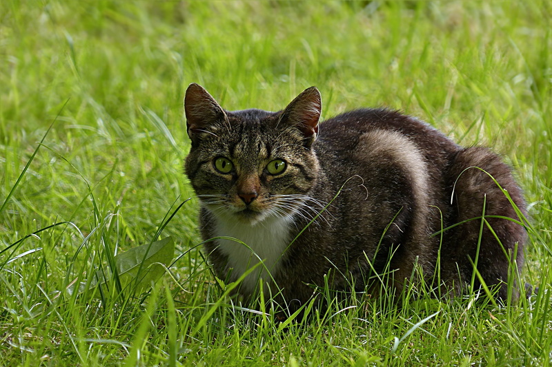 lying, pets, feline, no people, cat, animal eye, vertebrate, field, portrait, whisker, animal wildlife, mammal, animal themes, green color, felis silvestris catus