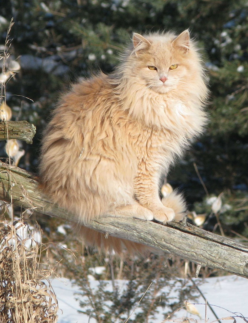Domestic Cat, cat, ontario, day, sitting, maine coon cat, moneymore, outdoors, plant, animal, pets, focus on foreground, Crossbreed, Felis Catus, vertebrate