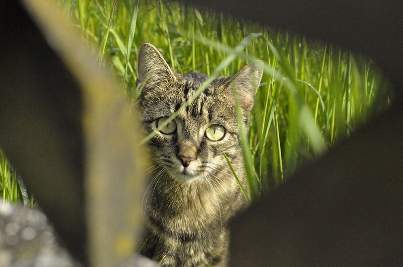 pet, intimated, day, wood, green, tiger cat, looking at camera, fence, hunt, domestic cat, mammal, stalking, nature, adidas, hunter, sit, cat face, grass