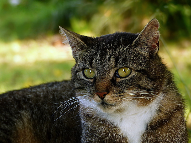 one animal, domestic animals, shot, garden, feline, tabby, animal head, animal eye, tilt, no people, day, domestic cat, close-up, mackerel, mammal, animal themes
