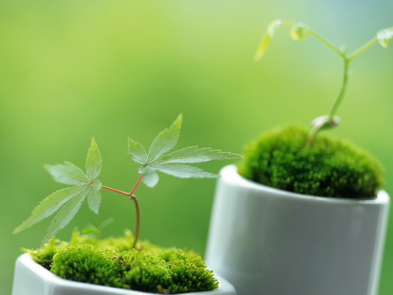 plants, little, ornamental, plant, 720P, nature, hd