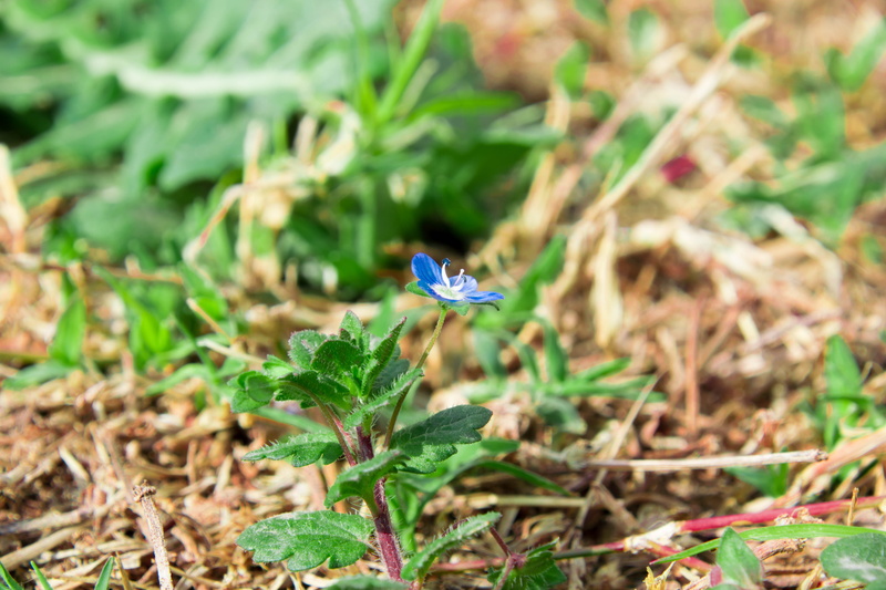 leaf, land, growth, flowering plant, vulnerability, field, fragility, no people, flower head, beauty in nature, nature, flower, day, green color, plant part