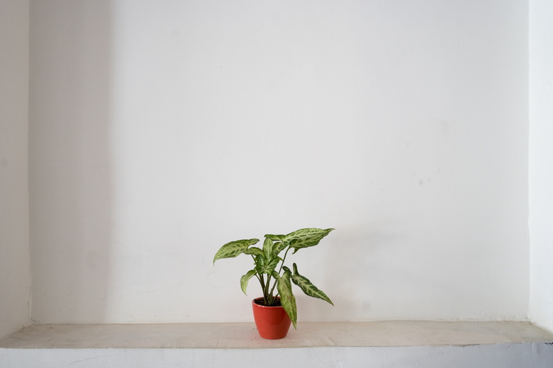 shelf, leaf, fragility, plant part, nature, plant, green color, copy space, freshness, surface, table, home interior, leafed, indoors, pot, little, potted plant