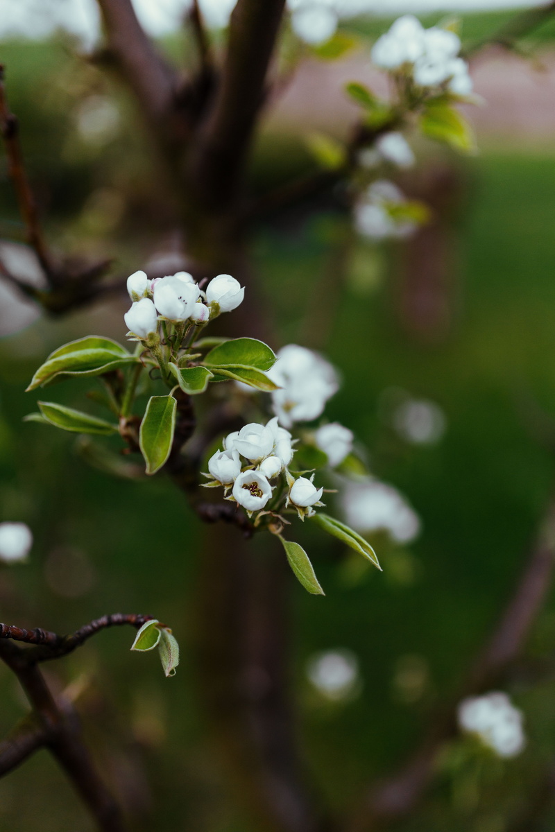 leaves, branch, freshness, pollen, inflorescence, fragility, outdoors, no people, focus on foreground, apple blossom, tree, springtime, day, plant, flowers
