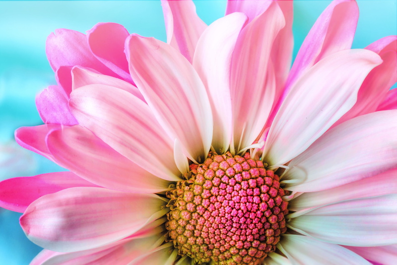 ornamental garden, springtime, beauty in nature, multi colored, flower head, plant, close, outdoors, flowerbed, nature, flowering plant, freshness, yellow