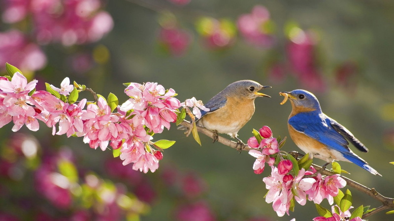 day, Couple, fragility, pink color, plant, animals in the wild, focus on foreground, vertebrate, perching, group of animals, Birds, Passerine, animal wildlife