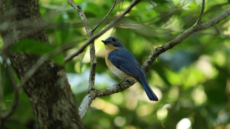 leaves, leaf, garden, animal, bird, day, green color, birdwatching, bluebird, animals in the wild, orange, vertebrate, close-up, little, photo, selective focus