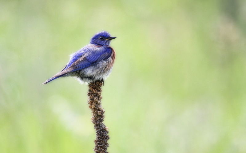 Nature, bluebird, Bird, western, Western Bluebird, 1080P