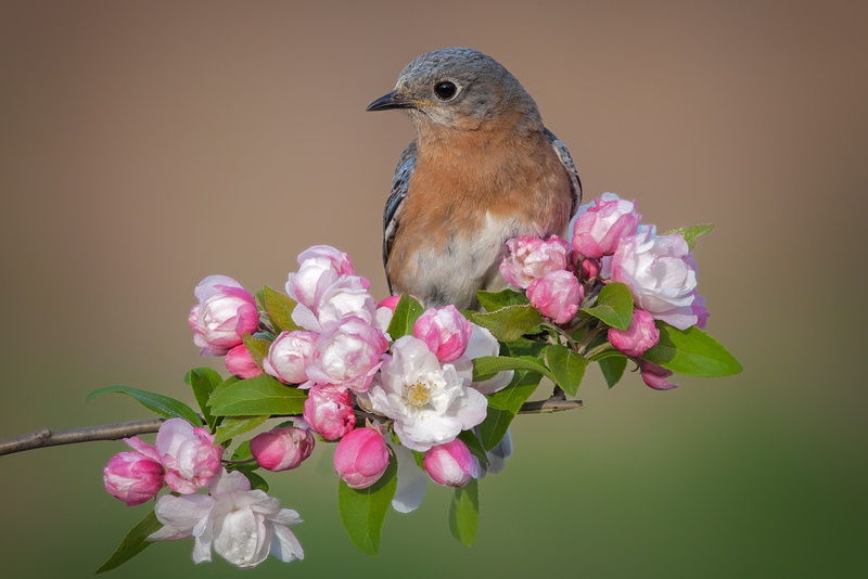 Flower, 1080P, Birds, Bird, Eastern Bluebird