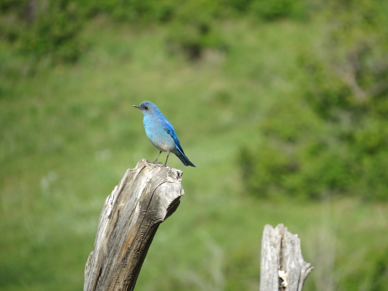 wood - material, bluebird, post, feathers, perch, western, one animal, colourful, 4K, close-up, outdoors, wooden post, animals in the wild, vivid, animal wildlife